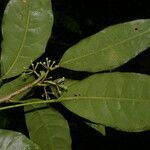 Dendropanax querceti leaf picture by Nelson Zamora Villalobos (cc-by-nc)