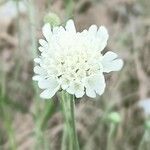 Scabiosa ochroleuca flower picture by Laci75 (cc-by-sa)