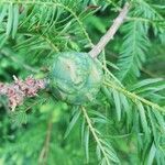 Taxodium distichum fruit picture by Anthony Dennetiere (cc-by-sa)