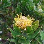 Leucospermum cordifolium flower picture by ozertas o a (cc-by-sa)