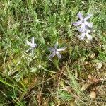 Vinca herbacea habit picture by Jiří Prokop (cc-by-sa)