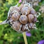 Allium sativum fruit picture by Else Nolden (cc-by-sa)