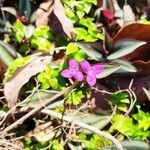 Tradescantia zebrina flower picture by William Gustave (cc-by-sa)