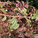 Nepsera aquatica habit picture by Nelson Zamora Villalobos (cc-by-nc)