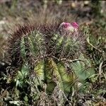 Melocactus curvispinus habit picture by Daniel Barthelemy (cc-by-nc)