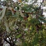 Vachellia nilotica fruit picture by MaiteO (cc-by-sa)