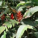 Heliconia farinosa habit picture by Trap Hers (cc-by-sa)