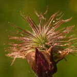 Geum hispidum fruit picture by Carlos Villasante (cc-by-sa)