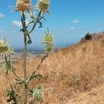 Dipsacus ferox flower picture by Daniela Monteverdi (cc-by-sa)