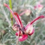 Grevillea lanigera flower picture by ian connop (cc-by-sa)