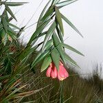 Bomarea glaucescens flower picture by Fabien Anthelme (cc-by-sa)