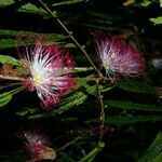 Calliandra magdalenae flower picture by Nelson Zamora Villalobos (cc-by-nc)