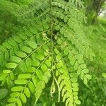 Cassia javanica leaf picture by indu sankhla (cc-by-sa)