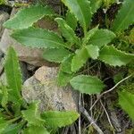 Senecio pyrenaicus leaf picture by Cédric Debèvre (cc-by-sa)