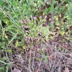 Centaurium erythraea habit picture by Philippe Levarlet (cc-by-sa)