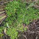 Azorella multifida habit picture by Fabien Anthelme (cc-by-sa)