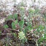 Alyssum alyssoides habit picture by beurny (cc-by-sa)