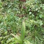 Veratrum nigrum habit picture by Giovanni Scarmoncin (cc-by-sa)