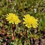 Pilosella lactucella flower picture by Denis NUSSBAUM (cc-by-sa)