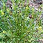 Sisymbrium irio habit picture by FP Eli (cc-by-sa)