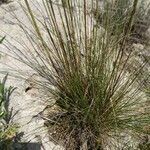 Stipa capillata habit picture by Jordan Galli (cc-by-sa)