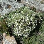 Junellia minima habit picture by Fabien Anthelme (cc-by-sa)