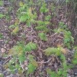 Sorbaria sorbifolia habit picture by Pierre Sosson (cc-by-sa)