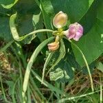 Vigna unguiculata flower picture by Ha Nguyen (cc-by-sa)