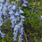 Wisteria frutescens flower picture by Sandra Suhling (cc-by-sa)