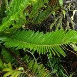 Blechnum tabulare leaf picture by dominoel dominoel (cc-by-sa)