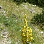 Verbascum lychnitis habit picture by Llandrich anna (cc-by-sa)