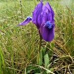 Iris pumila habit picture by Michael Andresek (cc-by-sa)