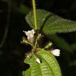 Miconia crenata flower picture by Nelson Zamora Villalobos (cc-by-nc)