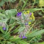 Anchusa officinalis habit picture by Georg Wasylow (cc-by-sa)