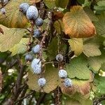 Ribes sanguineum fruit picture by Gerrit Busser (cc-by-sa)