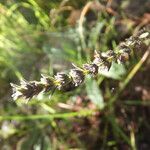 Micromeria juliana fruit picture by Emanuele Santarelli (cc-by-sa)