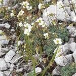 Saxifraga caesia habit picture by Pietro Brignoli (cc-by-sa)