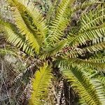 Polystichum munitum habit picture by Benji Koi-Jean (cc-by-sa)