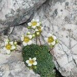 Saxifraga squarrosa habit picture by Ago (cc-by-sa)