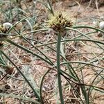 Cyperus capitatus flower picture by Michel SIGART (cc-by-sa)