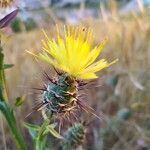 Centaurea maroccana flower picture by Ferrer Pablo (cc-by-sa)