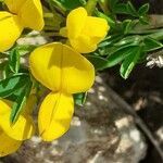 Cytisus emeriflorus flower picture by Pietro Brignoli (cc-by-sa)