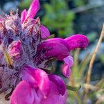 Pedicularis rosea flower picture by Fabien Anthelme (cc-by-sa)