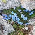 Eritrichium nanum habit picture by dani (cc-by-sa)