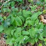 Pentaglottis sempervirens habit picture by Pierre LEON (cc-by-sa)