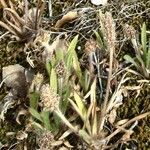 Plantago bellardii fruit picture by Alain Lagrave (cc-by-sa)