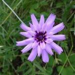 Catananche caerulea flower picture by nicolas guibert (cc-by-sa)