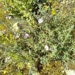 Echium angustifolium habit picture by bas yves (cc-by-sa)