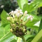 Morinda citrifolia flower picture by Daniel Barthelemy (cc-by-sa)