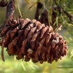 Larix kaempferi fruit picture by Francois Mansour (cc-by-sa)